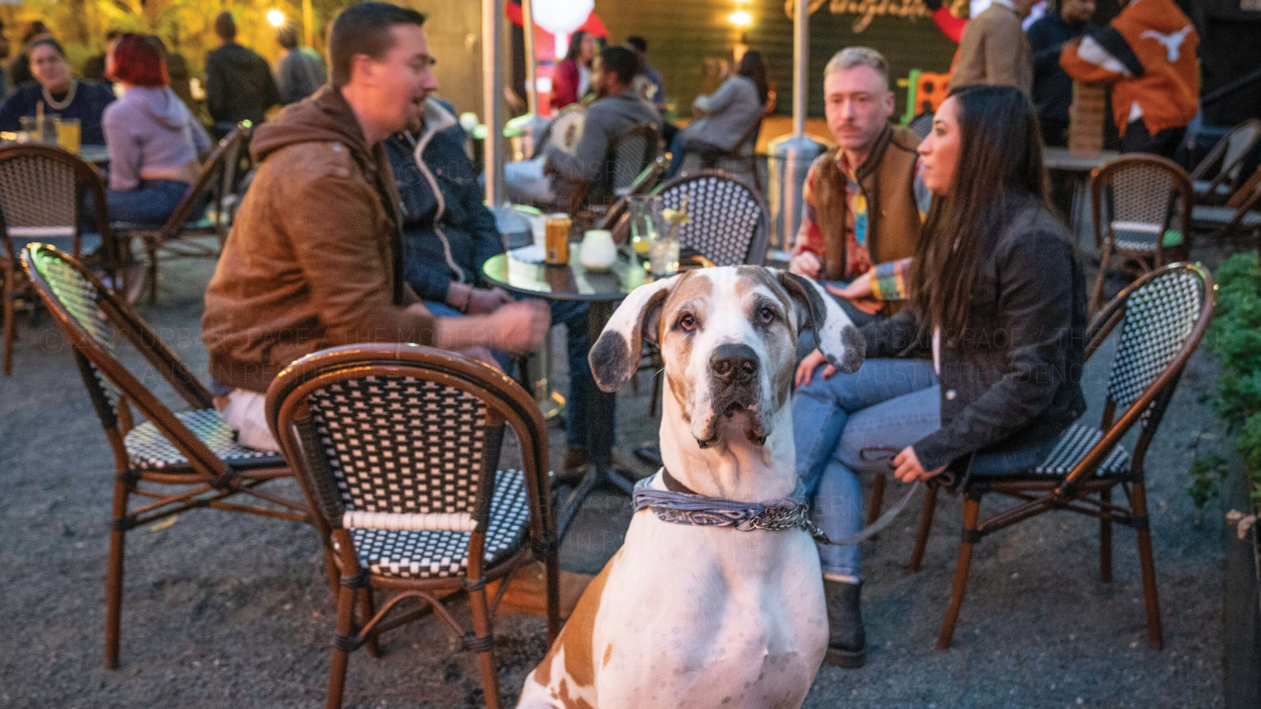 The Modern Austin neighborhood - dog-friendly spaces to unwind